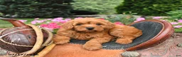 Miniature Labradoodle dogs for sale: Mocha - Ad 4
