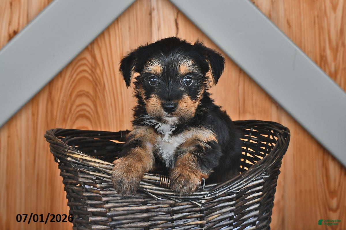 Mixed Breed dogs Raymond - Ad 2