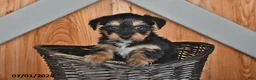 Mixed Breed dogs for sale: Raymond - Ad 2