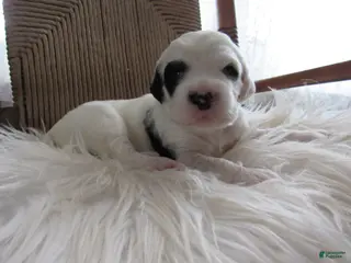 English Setter dogs Ruger - Ad 3