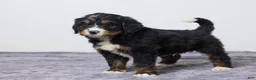 Bernedoodle dogs for sale: Karl - Ad 4