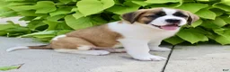 Saint Bernard dogs for sale: Gracie Beth - Ad 4