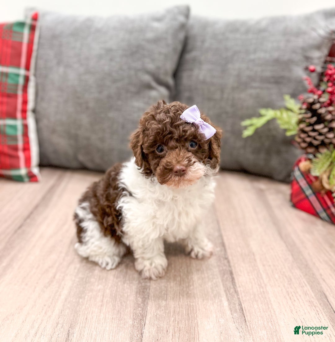 Miniature Poodle dogs for sale: Jasmine - Ad 4