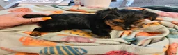 Yorkshire Terrier dogs for sale: Romeo - Ad 2