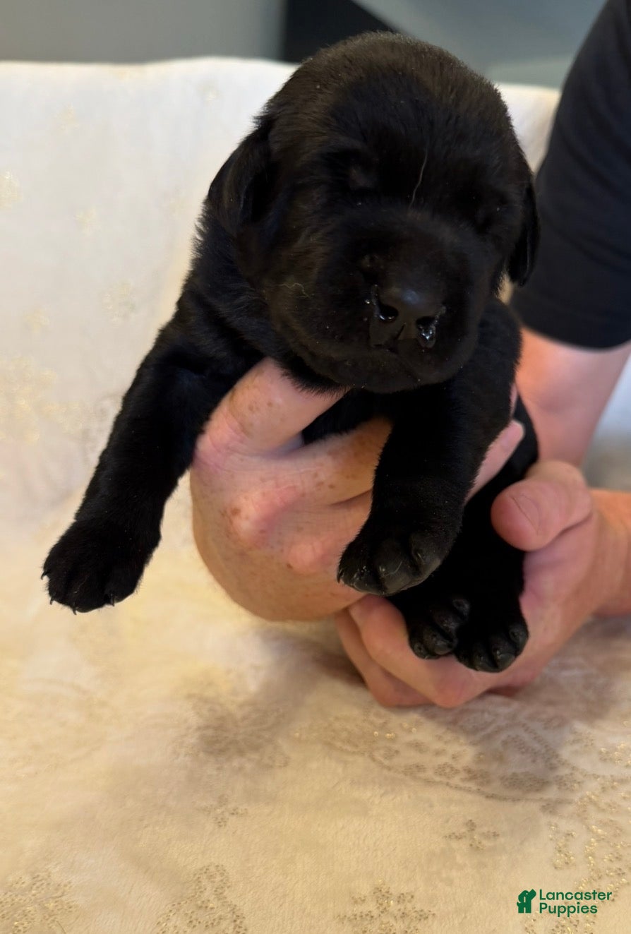 Labrador Retriever dogs Labrador Retriever 9 - Ad 1