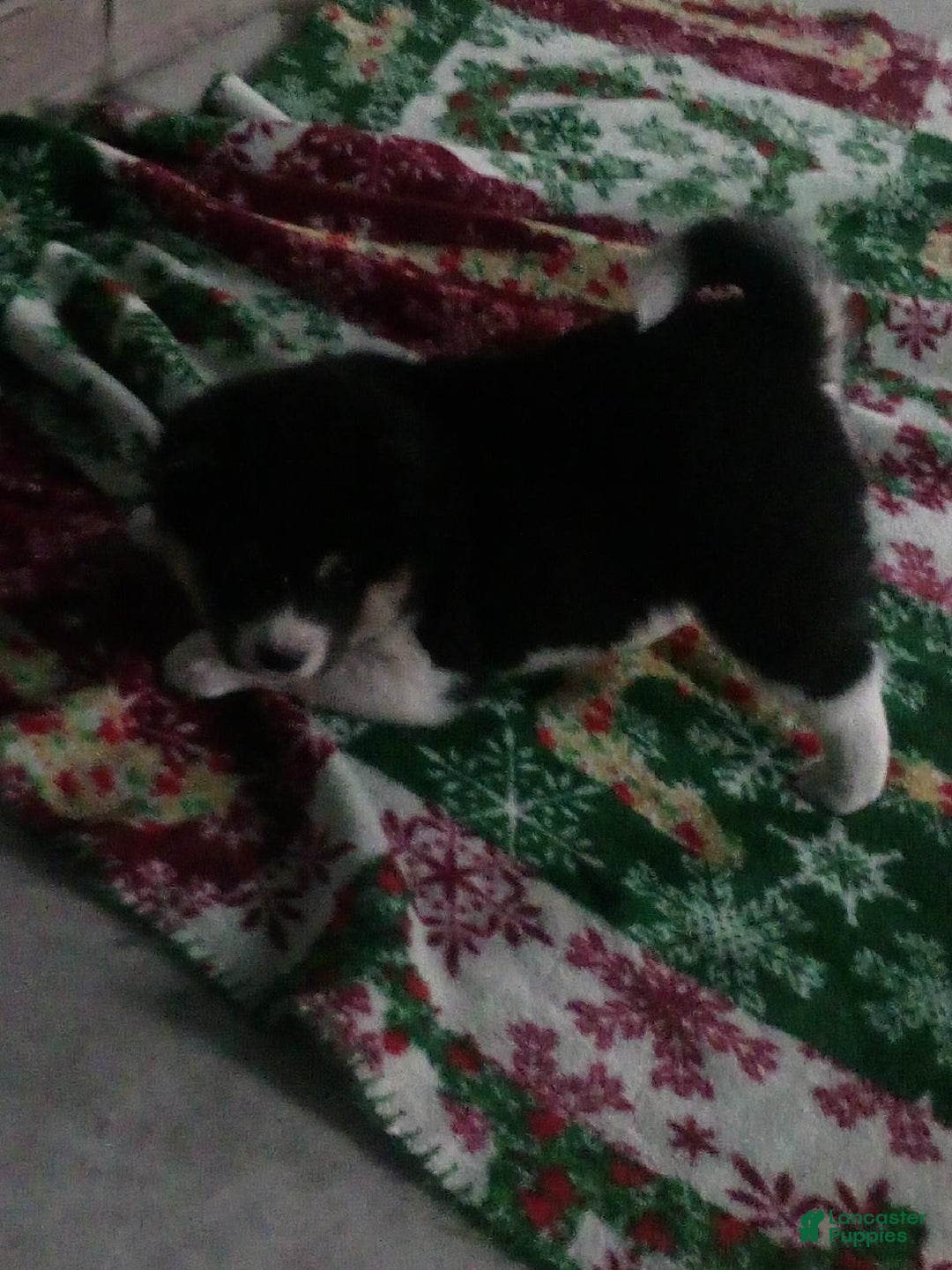 Shiba Inu dogs for sale: Junior - Ad 3