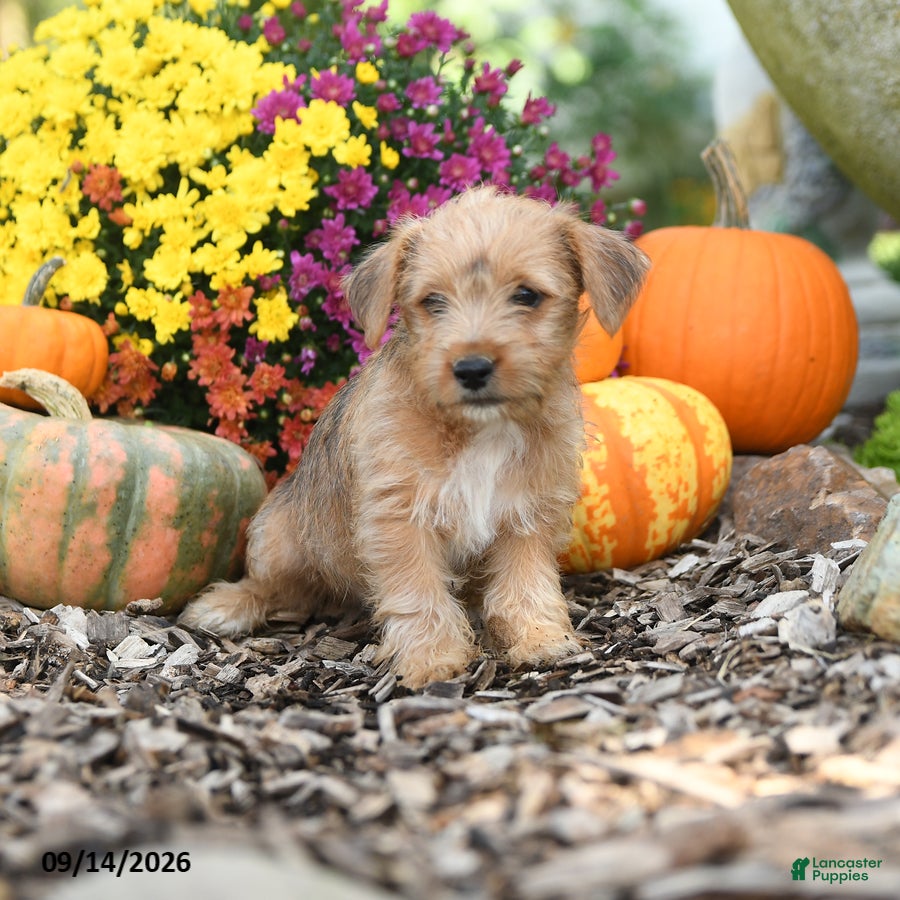 Mixed Breed dogs Bambie - Ad 1