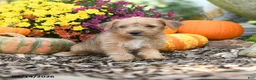 Mixed Breed dogs for sale: Bambie - Ad 1