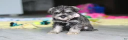 Miniature Schnauzer dogs for sale: Clementine - Ad 15