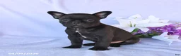 Frenchton dogs for sale: Adam - Ad 5