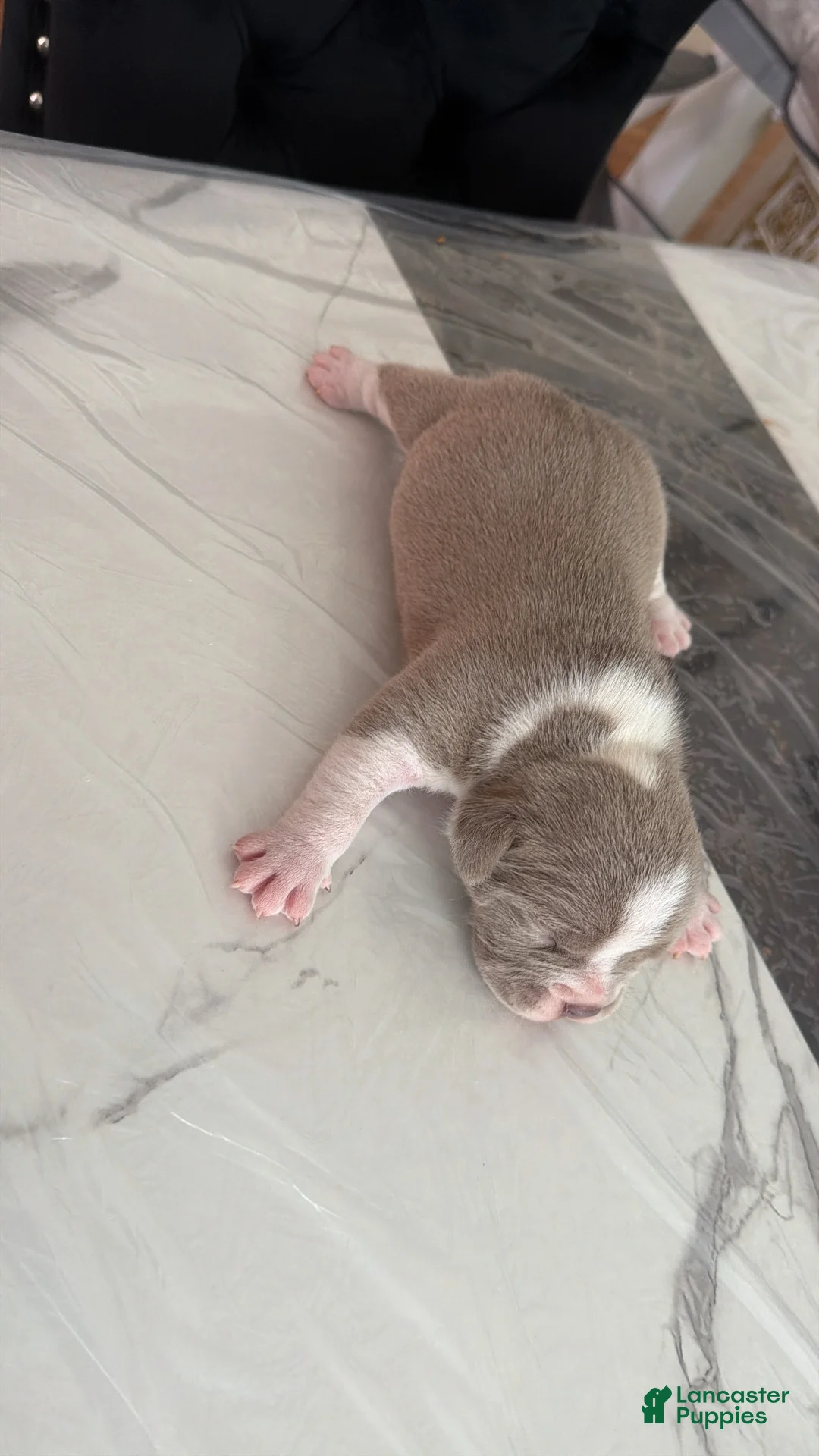 American Bully dogs for sale: American Bully Puppy 4 - Ad 3