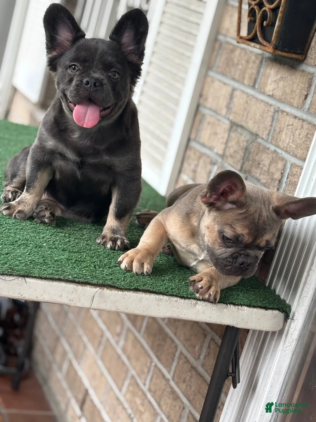 French Bulldog dogs for sale: French Bulldog pup male - Ad 2