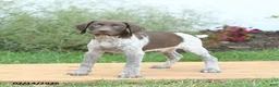 German Shorthaired Pointer dogs for sale: Cody - Ad 3