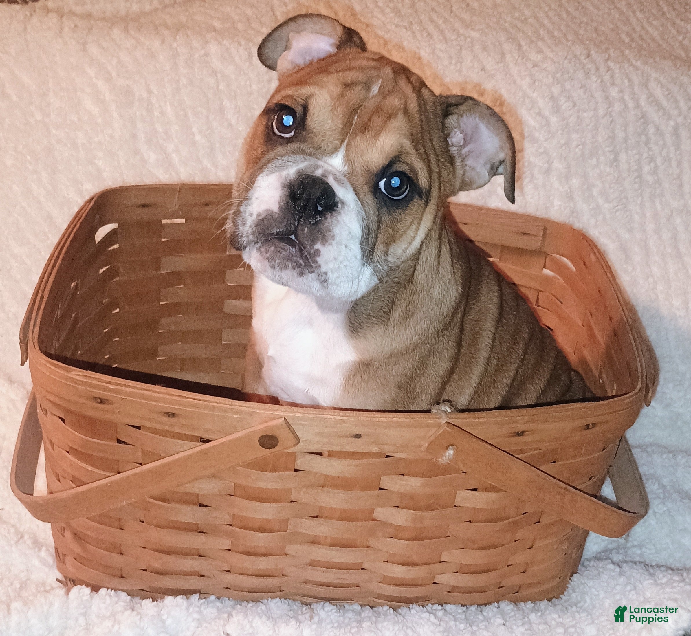 English Bulldog dogs English Bulldog Puppy 2 - Ad 1