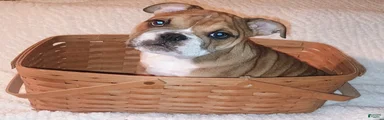 English Bulldog Puppy 2
