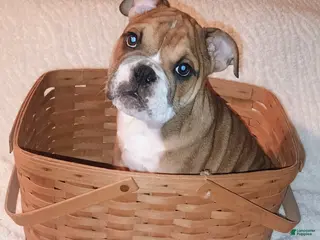 English Bulldog dogs for sale: English Bulldog Puppy 2 - Ad 2
