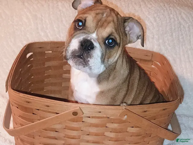 English Bulldog dogs for sale: English Bulldog Puppy 2 - Ad 1