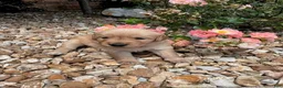 Golden Retriever dogs for sale: Emma - Ad 4