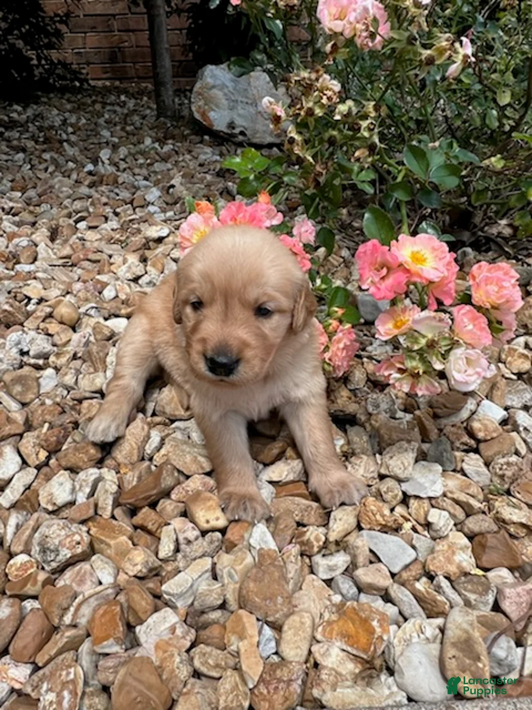 Golden Retriever dogs for sale: Emma - Ad 4