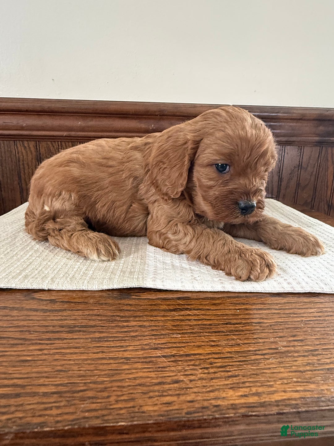 Cavapoo dogs for sale: Cavapoo Puppy 3 - Ad 5