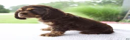 Cocker Spaniel dogs for sale: Chloe - Ad 3