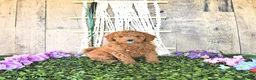 Mini Goldendoodle dogs for sale: Mr Centery - Ad 3