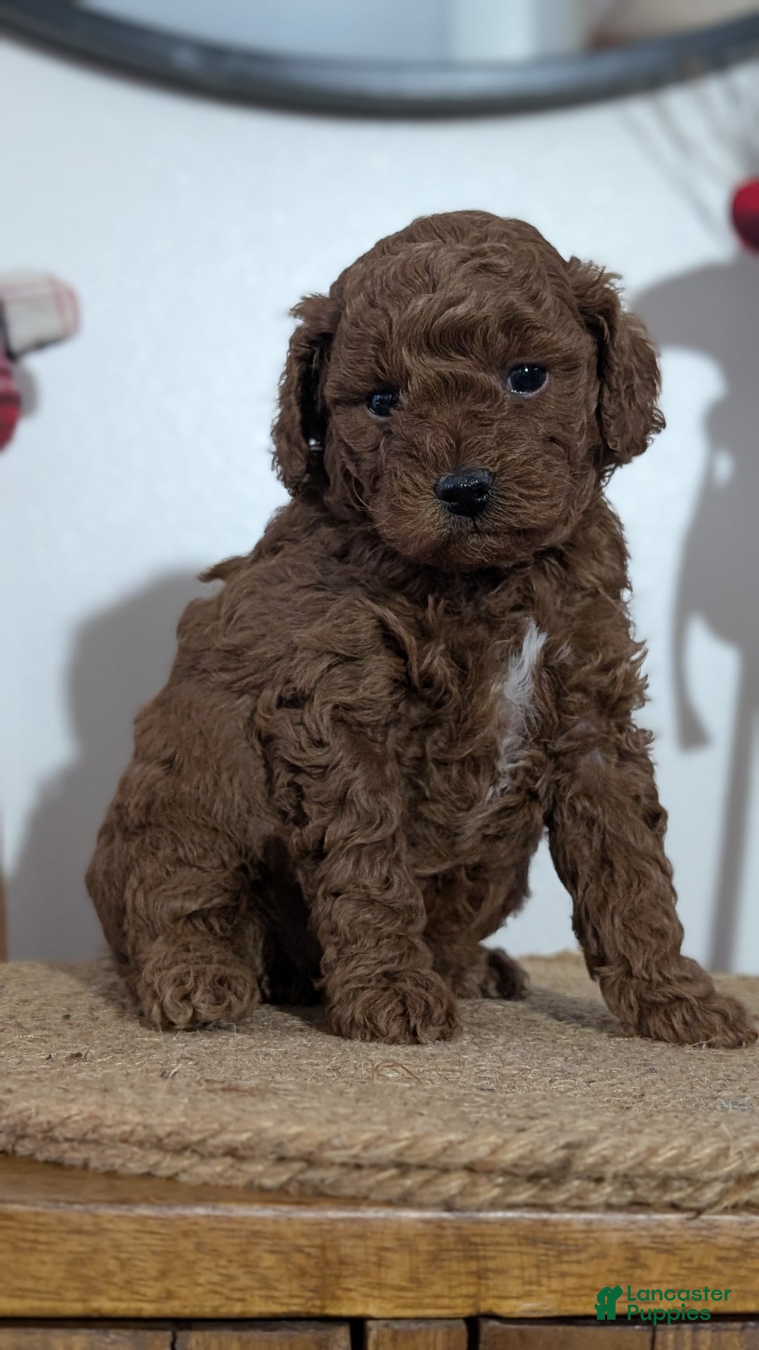 Miniature Poodle dogs for sale: Moby - Ad 7