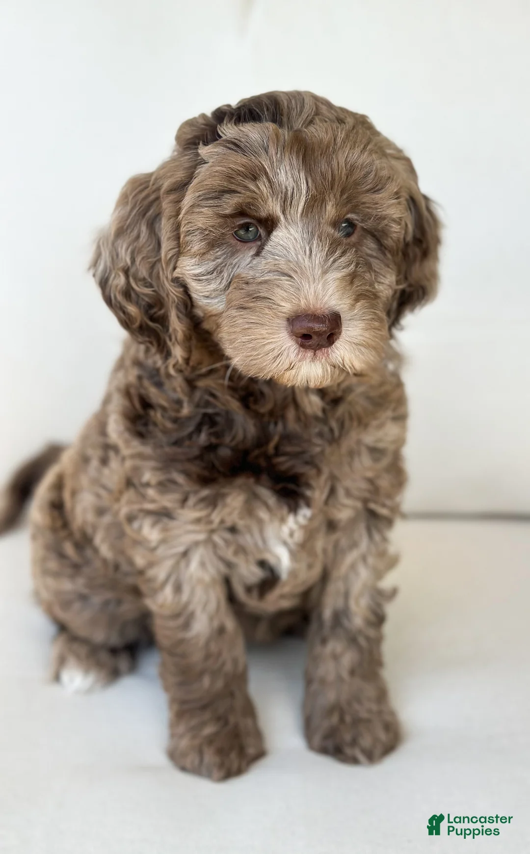 Mini Goldendoodle dogs for sale: Teddy - Ad 2