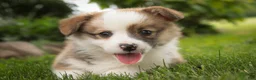 Welsh Corgi Pembroke dogs for sale: Rex - Ad 8