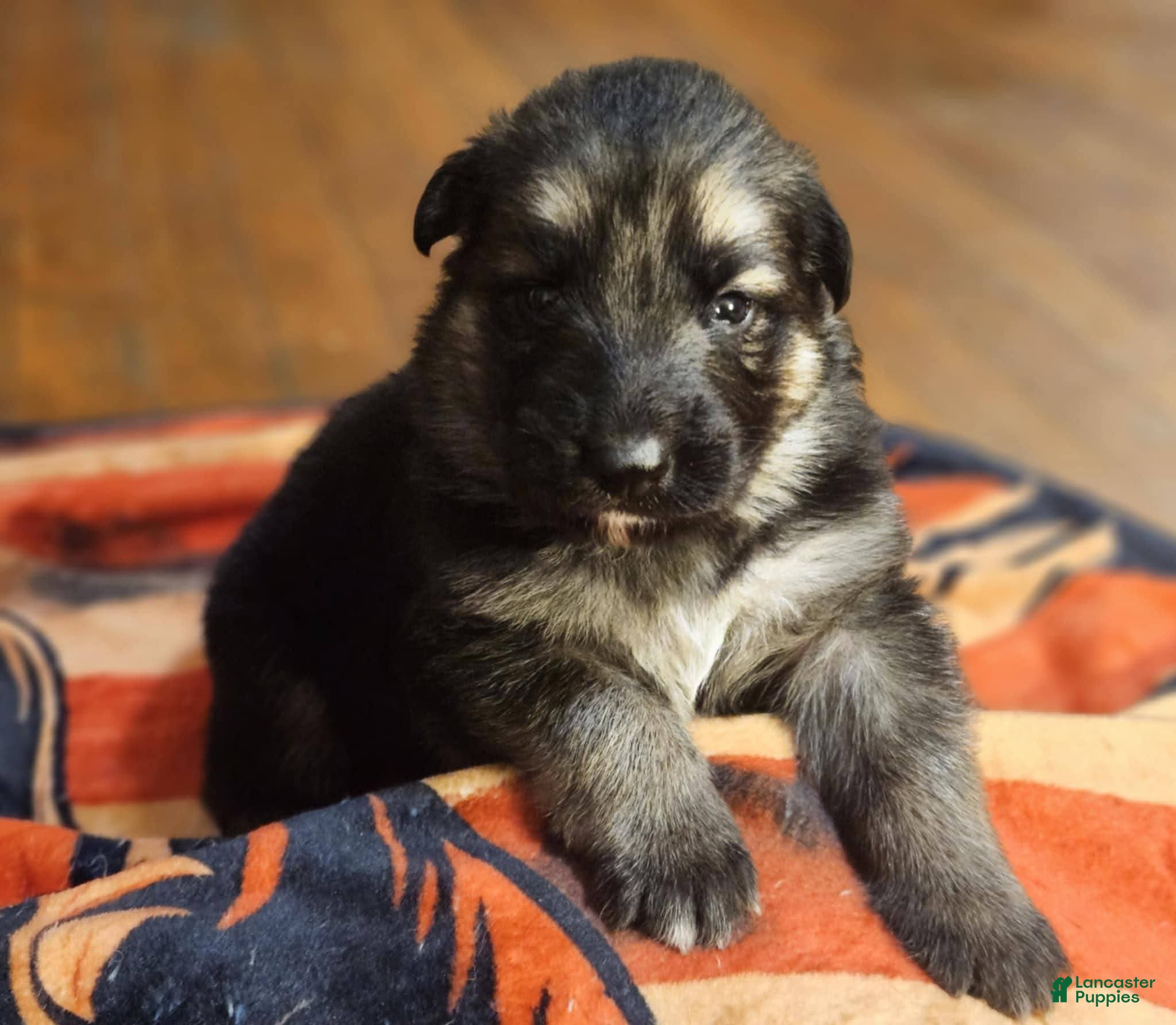 German Shepherd dogs German Shepherd Blue collar - Ad 1