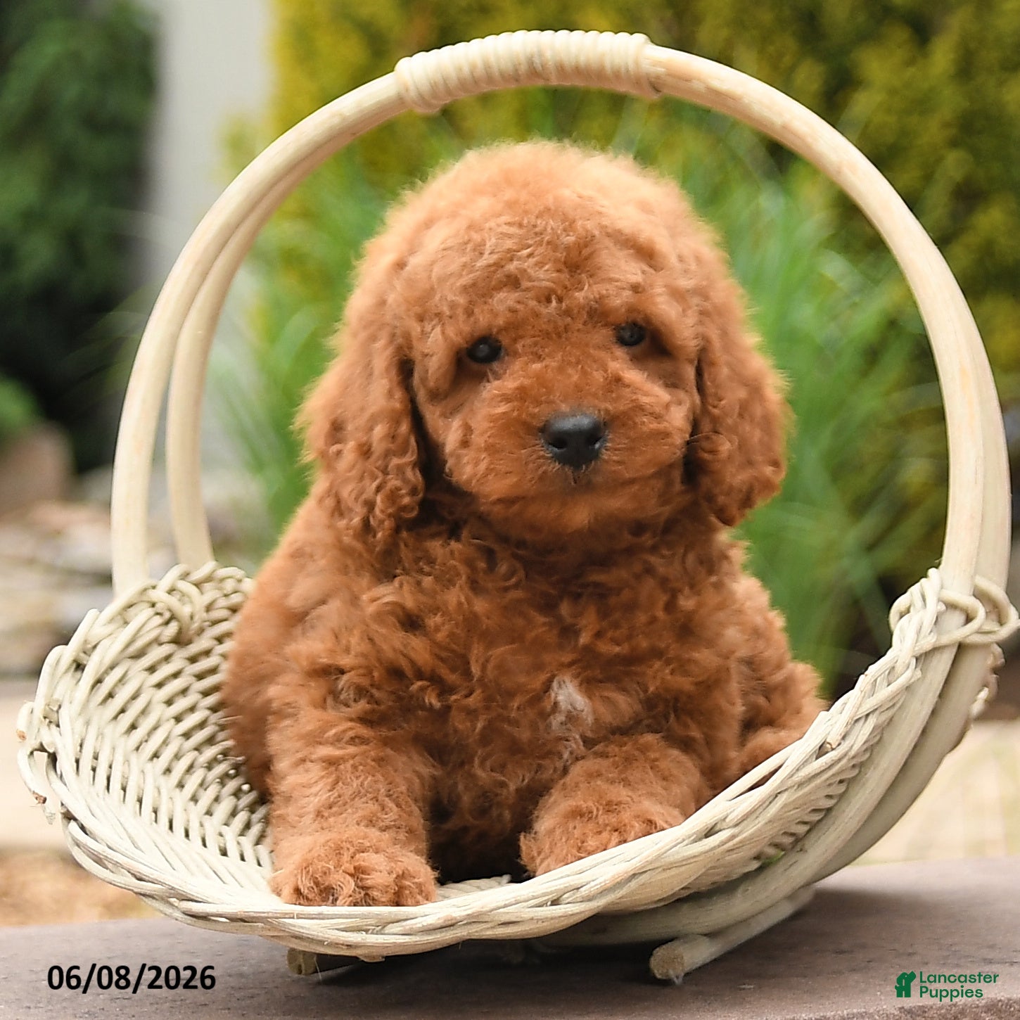 Miniature Poodle dogs Elliot - Ad 2