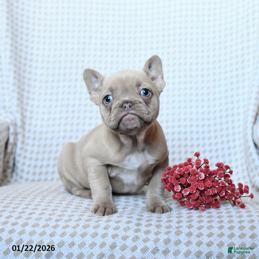 Frenchton dogs Teddy - Ad 2