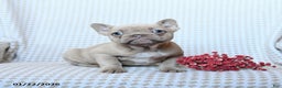 Frenchton dogs for sale: Teddy - Ad 2