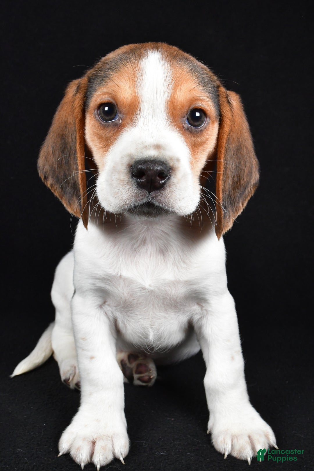 Beagle dogs for sale: Alex - Ad 10