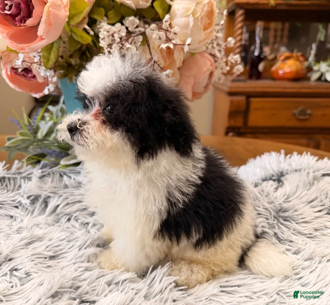 Maltipoo dogs for sale: Maltipoo 3 - Ad 2