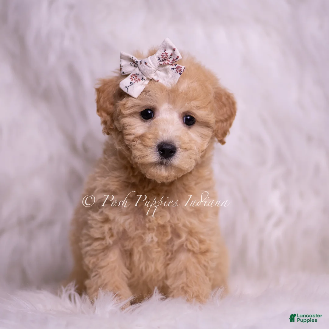 Mini Goldendoodle dogs for sale: Clover - Ad 2