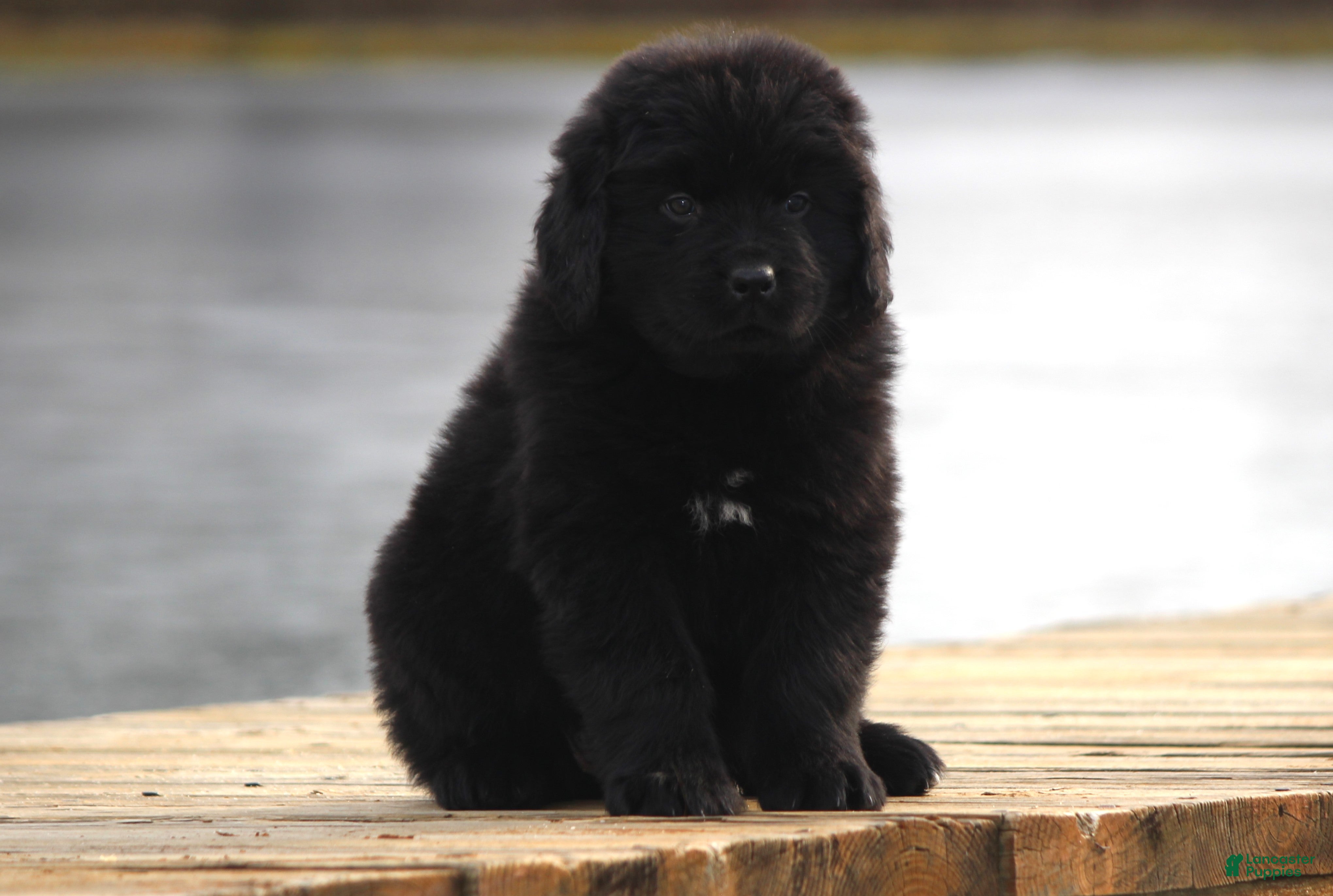 Newfoundland dogs Tia - Ad 34