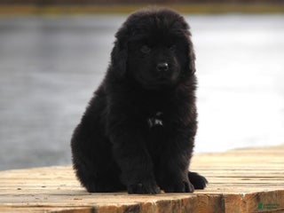 Newfoundland dogs Tia - Ad 34