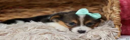 Welsh Corgi Pembroke dogs for sale: Amara🌸 - Ad 13