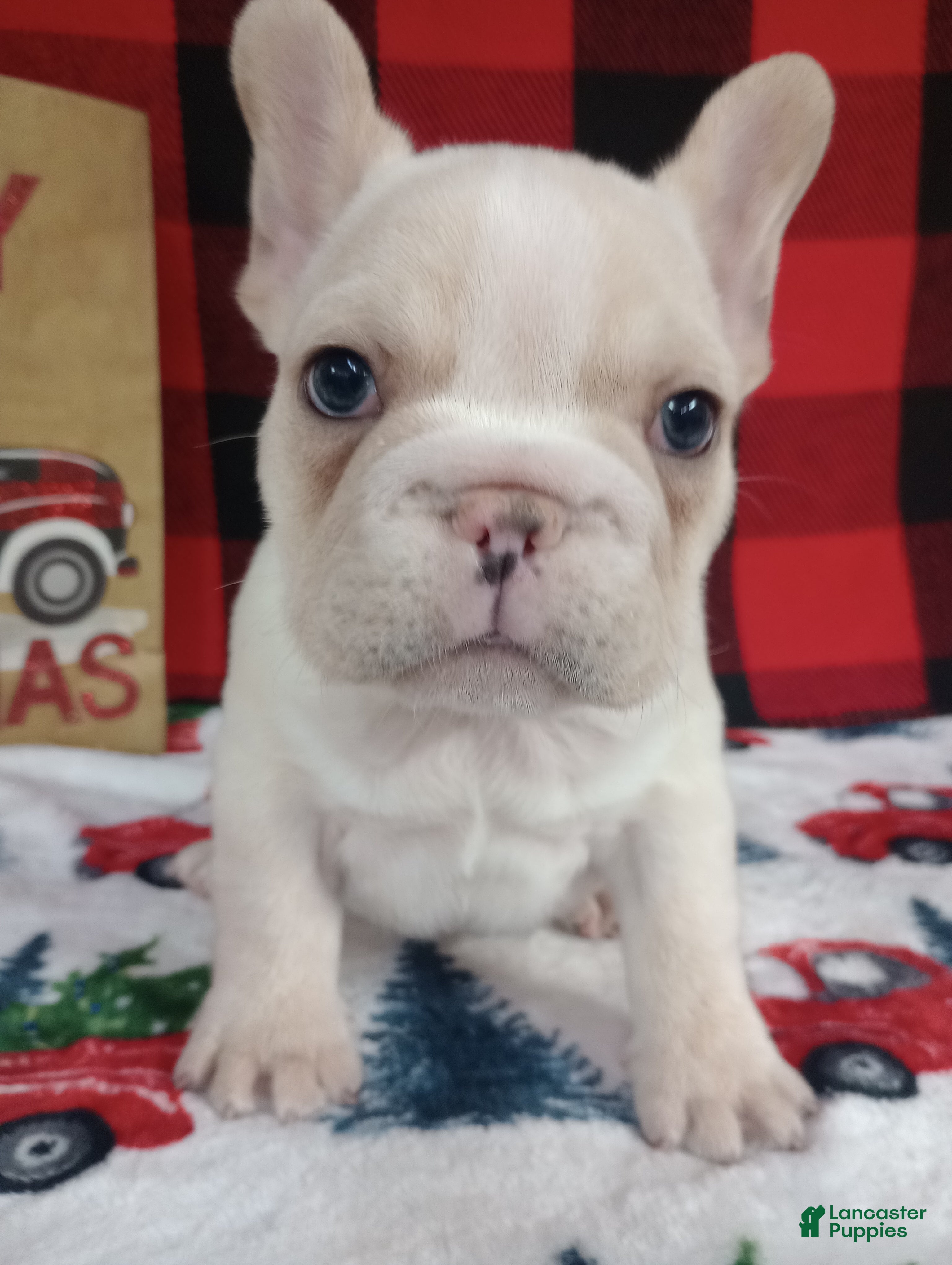 French Bulldog dogs Justin  - Ad 35