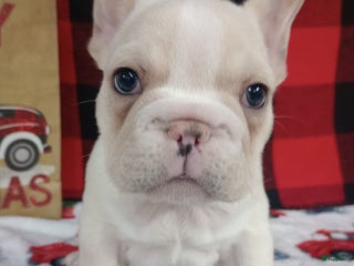 French Bulldog dogs Justin - Ad 39