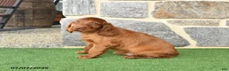 Irish Setter dogs for sale: Celebrity - Ad 4