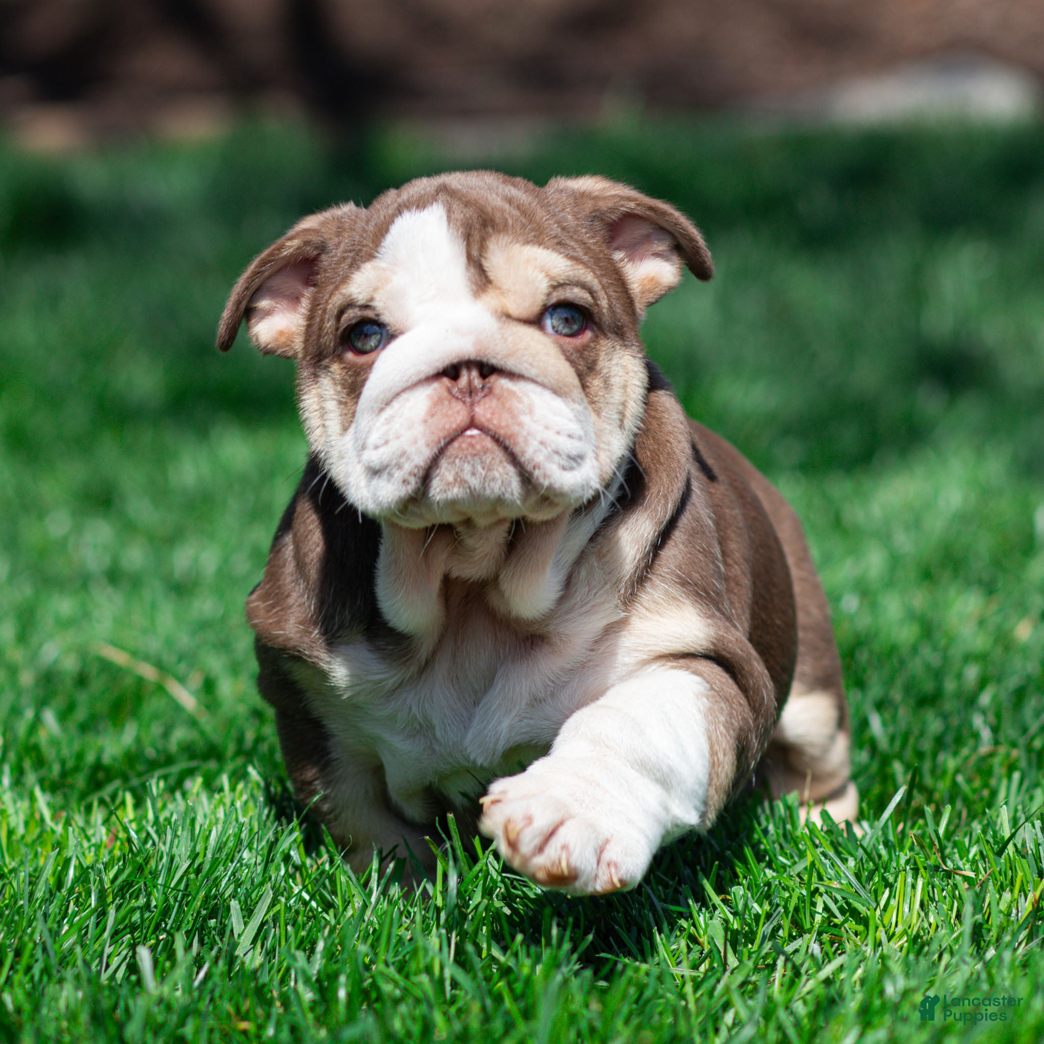 English Bulldog dogs Truffle Bay English Bulldog Puppy  - Ad 1
