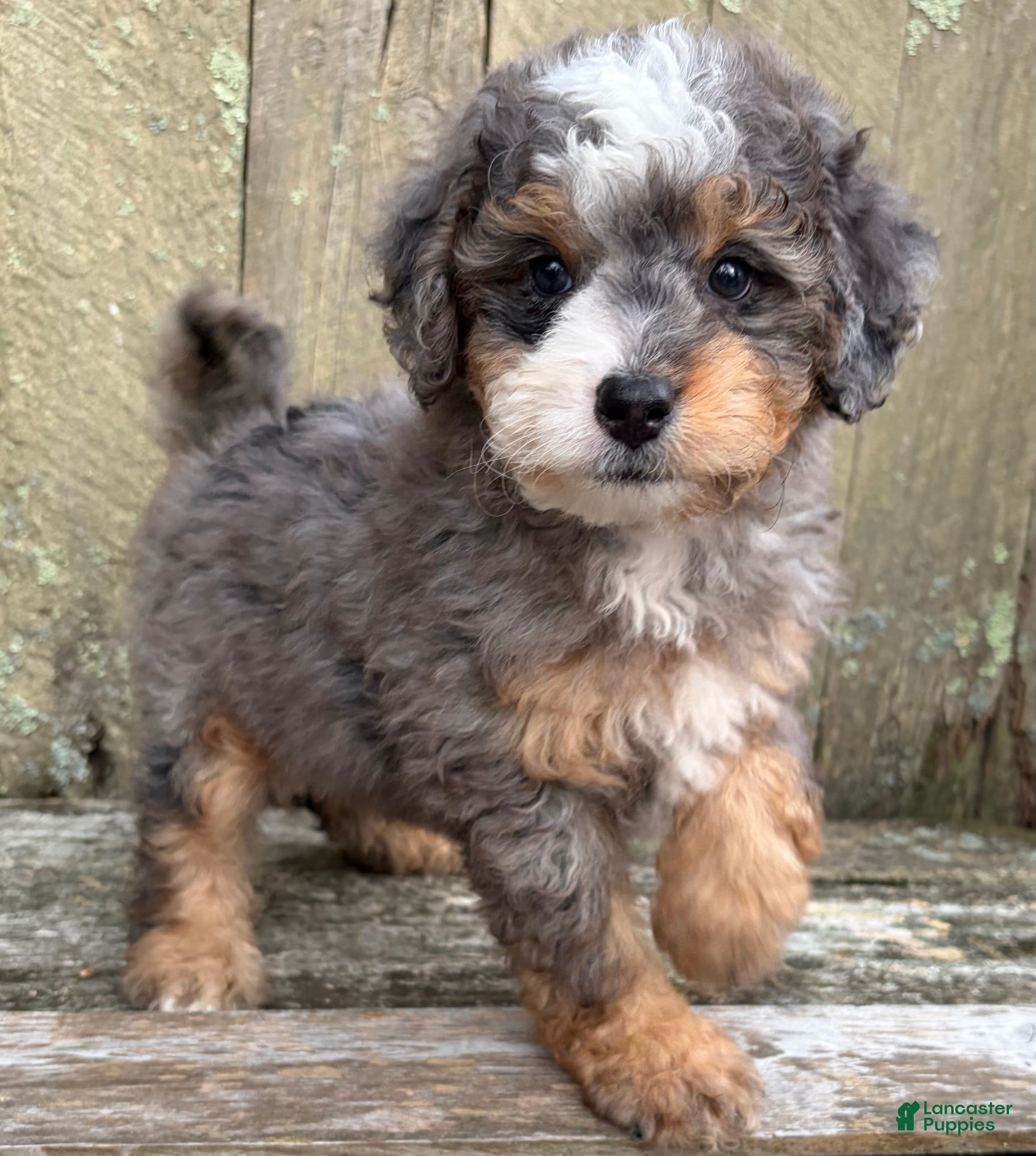 Mini Bernedoodle dogs 💙IN BOSTON MASSACHUSETTS AREA💙TINY BLUE MERLE TRI COLOR💙MINI BERNEDOODLE BOY💙 - Ad 1