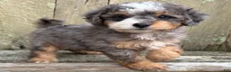 Mini Bernedoodle dogs for sale: 💙IN BOSTON MASSACHUSETTS AREA💙TINY BLUE MERLE TRI COLOR💙MINI BERNEDOODLE BOY💙 - Ad 1