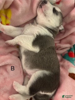 Siberian Husky dogs Siberian Husky Puppy 3 - Ad 4