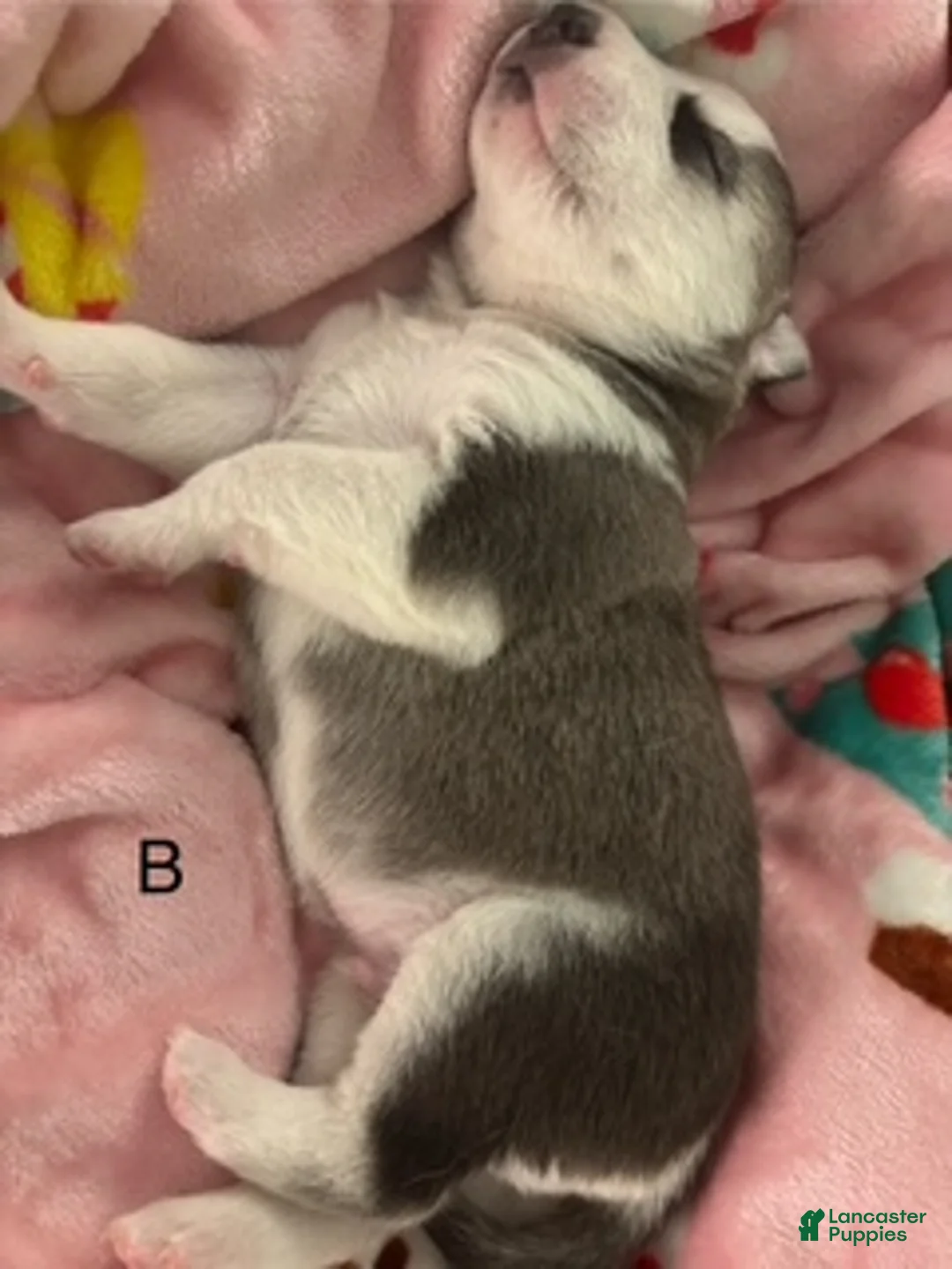 Siberian Husky dogs for sale: Siberian Husky Puppy 3 - Ad 1