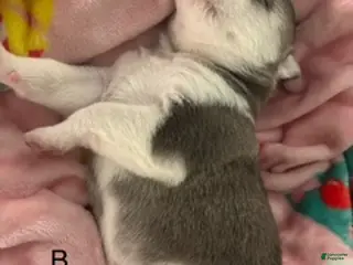 Siberian Husky dogs Siberian Husky Puppy 3 - Ad 4