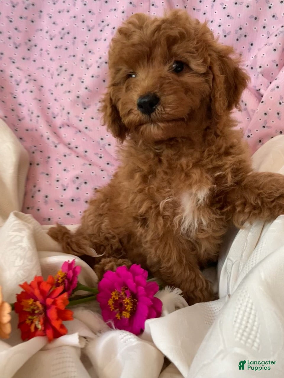 Goldendoodle dogs Cecile-Female - Ad 2