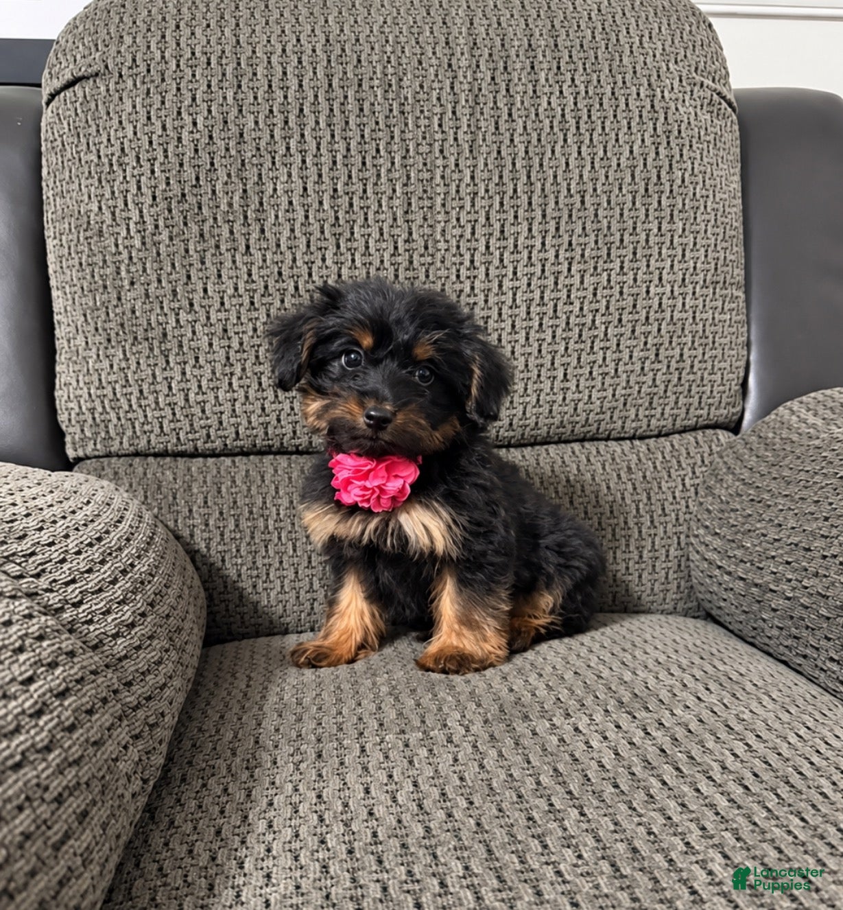 Pumpkin, Yorkiepoo